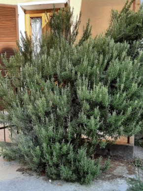 IL ROSMARINO